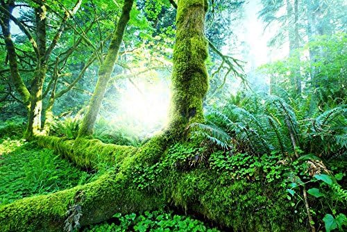 (Tropical Forest Trees Moss Green)Print Posters Art Printed Canvas Posters 16x24inch