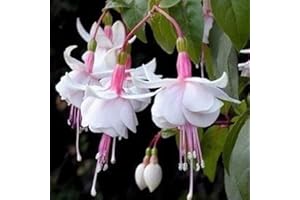 Haloppe 200 Unids Fucsia Hybrida Flores Plantas Semillas para Plantación de Jardín en Casa, Fucsia Hybrida Semillas Cultivos Plantas de Jardín Semillas para Patio Semillas