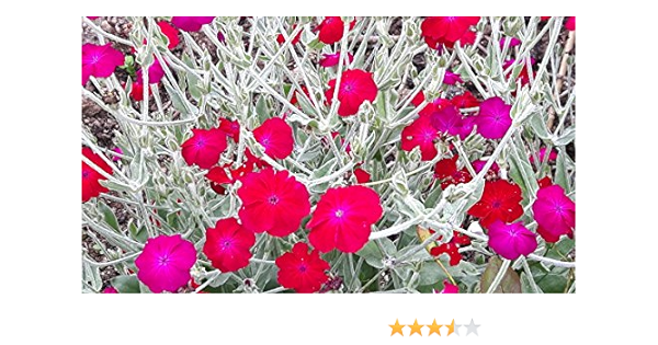 Lychnis Coronaria Cerise Pink Flowered Silver Leaved Plant In 7cm Pot Amazon Co Uk Garden Outdoors