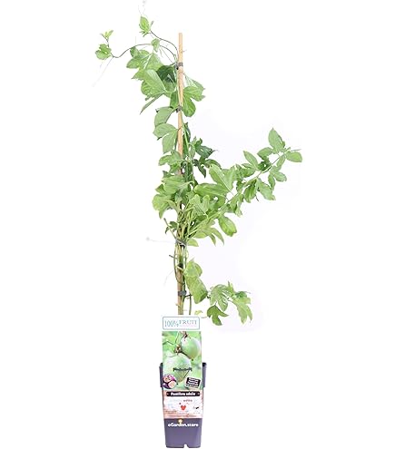 Passiflora Imperatrice Eugenia - Pianta Rampicante In Vaso &oslash;9 Cm Con Canna 60 Cm, Vivaio Castelletto
