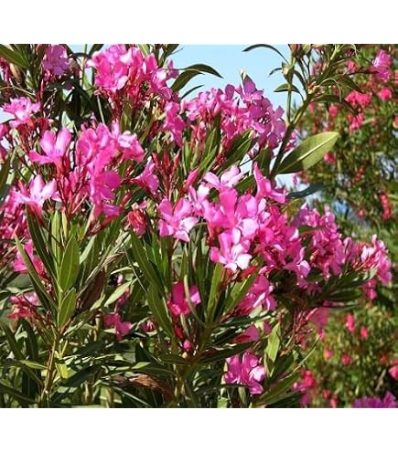 10 Graines D'Astragale De Mongolie (Astragalus Mongholicus) - Plante Médicinale Chinoise - Racine Pour Tisane Immunité - Jardin Aromatique - Boutique Ipsa