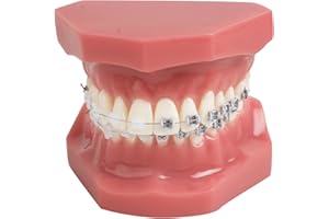 YOUYA DENTAL Demonstration Kiefergerechte Modellzähne Lehr-Werkzeuge mit Metall- und Keramik-Halterung Rot TM-208 1