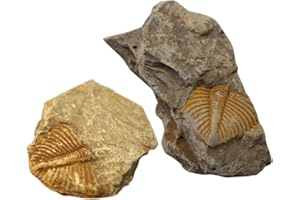 Genérico Fósiles De Trilobites Reales De Artrópodos Auténticos Grandes Llegados Hace 450 Millones De Años para Colecciones Y Educación