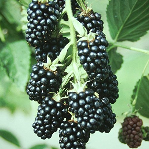 Loch Ness (R), Brombeere, stachellos, ca. 40 - 60 cm hoch, im 2 Liter Topf