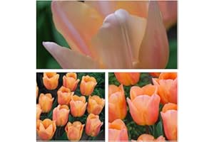 HUMPHREYS GARDEN Apricot Beauty x 25 Tulip Flower Bulbs. Fragrant Pretty Tulips with Sturdy Stems. Easy to Grow