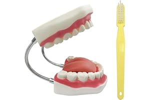 YOUYA DENTAL 6 veces el cepillado de dientes modelo de enseñanza de la caries dental Evolución de la visualización de herramientas para enseñar y estudiar (modelo de dientes no desmontables))