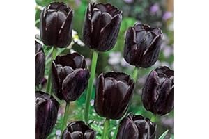 FLOWER FIELD STORY 5 Piezas Negro Tulipán Bulbos Variedad Rara Reina De Flores Nocturnas Con Colores Misteriosos Flor Exótica Para Jardín Patio Interior Exterior Plantación