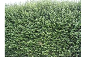 F&G SUPPLIES 20 Green Privet Hedging Ligustrum Plants Hedge 40-60cm,Quick Growing Evergreen, Bare Root