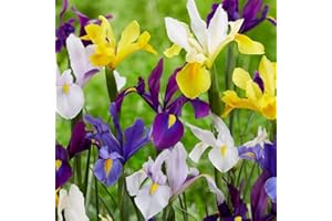 FLORIANA-BULBOSE Bulbi da Fiore (10 X Iris hollandica MIX)
