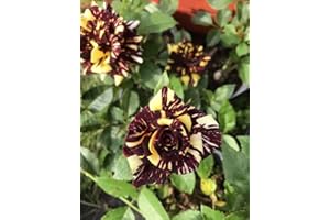 GENERIC Abracadabra-Bush Rose Plant in A 3Lt Pot- Floribunda -Red/Yellow Striped Blooms