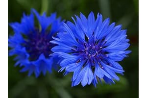 FLOWERSEEDSUK 100 Centaurea Cyanus Blue Ball Seeds Blue Cornflower Corn Flower - 100 Seeds