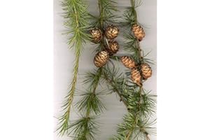 SAMENCHILISHOP Europäische Lärche (Larix decidua) 50 Samen (Heimischer Baum - Winterhart) Auch Bonsai geeignet<