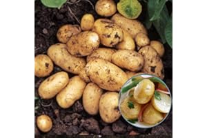 SCHONE PRODUCTS (UK) 8 x Seed Potatoes Pentland Javelin- Produce Good Yields- Tasty in Salads, Boiling or Steaming- Grow in Your Beautiful Vegetable Garden Today