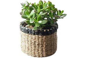 SMPLY. Crassula Ovata - Planta Natural del Dinero o Arbol de Jade - Ideal para decoracion hogar Plantas interior naturales Altura aprox: 15-20 cm En maceta M12