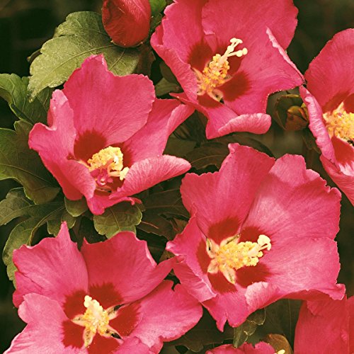 Roseneibisch, (Hibiskus syriacus), rot blühend, 1 Strauch - 2