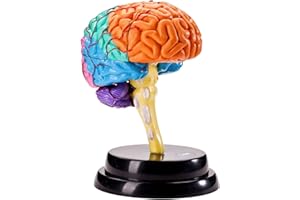 T TOOYFUL Modelo de Cerebro Anatomía Órgano Humano Rompecabezas Juguete Educativo Herramienta Modelo de Cerebro Humano para la educación Pantalla Enseñanza