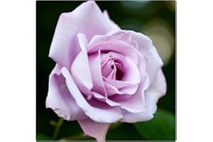 Rose Bare Root 'Blue Moon' Climbing Rose. by Growtanical®