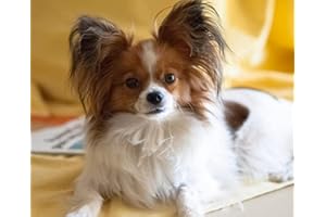 Dipema Diamant Painting Bilder,Netter Papillon-Haustier-Hund,5d Diamant Painting Voll Set für Erwachsene und Kinder,DIY Diamant Arts Craft für Home Wand-Decor-30cmx40cm