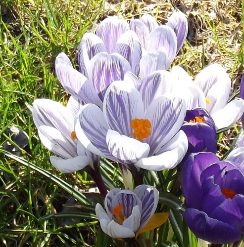 Crocus - Krokus " King of Stripe " (5)