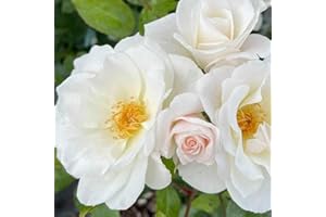 YouGarden Rose 'Diamond Wedding 60th Anniversary' 4 Litre Potted Rose