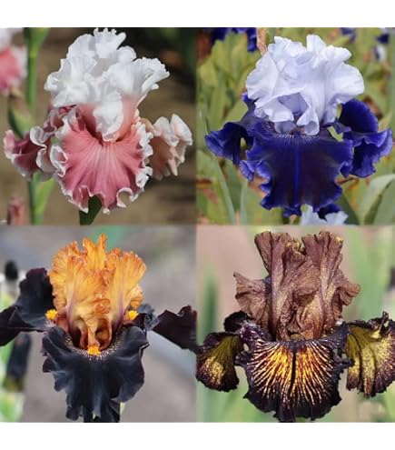 Iris Rhizome Mix - 4 Winterharte Schwertlilien Für Deinen Garten