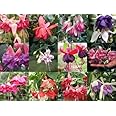 South Eastern Horticultural Pack x12 Hardy Bush Fuchsia 'Mixed Varieties' Garden Plug Plants