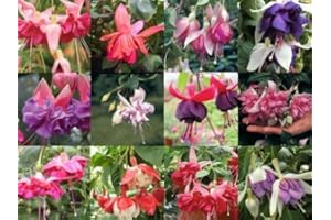 PLUGPLANTS.NET South Eastern Horticultural Pack x12 Hardy Bush Fuchsia 'Mixed Varieties' Garden Plug Plants