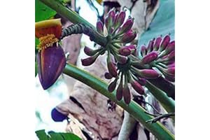 Luojuny Graines de banane, 10 pièces graines de banane birmanes bleues jardin extérieur délicieuse plante d'arbre fruitier comestible Graines de banane
