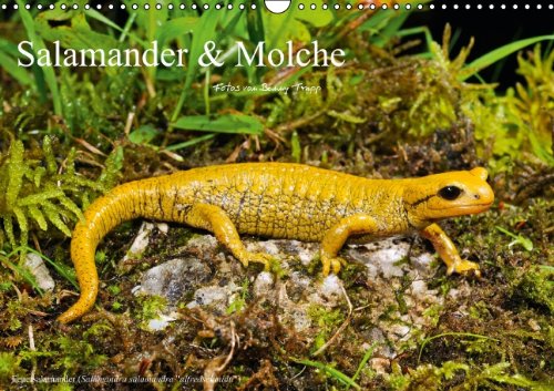 Salamander & Molche (Wandkalender 2014 DIN A3 quer): Tierkalender, Salamander, Kalender, Molche, Molch, Amphibien, Amphibienlalender (Monatskalender, 14 Seiten)