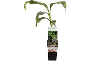 INTERFLOWERS GMBH Echte Musa Basjoo Bananenpflanze winterhart circa 40 bis 60 cm - winterharte Banane Bananenbaum mehrjährig Palme winterhart Bananenbaum japanische Faserbanane tropisch Zimmerpflanze