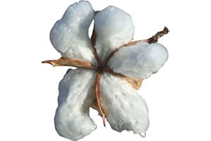 SAMENCHILISHOP Planta de algodón (Gossypium) 25 semillas de algodón auténtico.