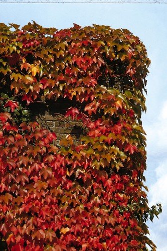 Wilder Wein Parthenocissus tricuspidata Veitchii 2 L Co. - 3