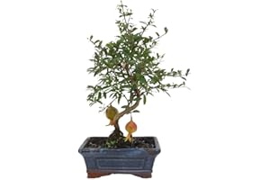 GARDEN CENTER SHOP BY VM BONSAI NATURAL GRANADO PUNICA 7 AÑOS 35CM HOJA CADUCA