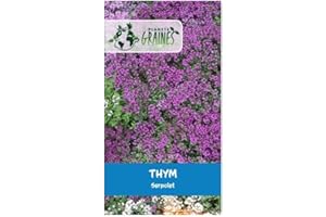 PLANETE GRAINES 1000 Graines de fleurs rampantes thym rampant serpolet - vivace Couvre - sol fleur massif bordure
