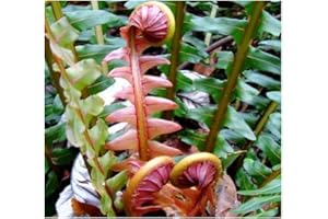 Blechnum brasiliense - Fougère nain - 10 graines