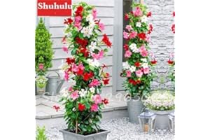 SVI 50 PC / bolso raras semillas dipladenia sanderi trepadora perenne Mandevilla Sanderi flor ornamental al aire libre Jardín de Bonsai Plant 16