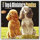 Toy and Miniature Poodles 2016 - Toypudel und Zwergpudel - 18-Monatskalender mit freier DogDays-App: Original BrownTrout-Kalender [Mehrsprachig] [Kalender] (Wall-Kalender) by 