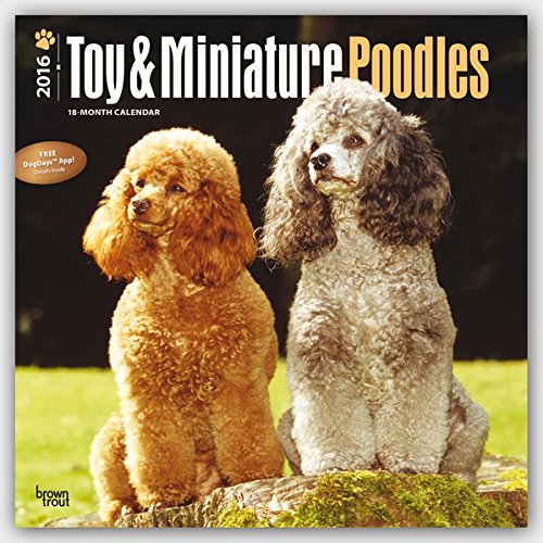 Toy and Miniature Poodles 2016 - Toypudel und Zwergpudel - 18-Monatskalender mit freier DogDays-App: Original BrownTrout-Kalender [Mehrsprachig] [Kalender] (Wall-Kalender)