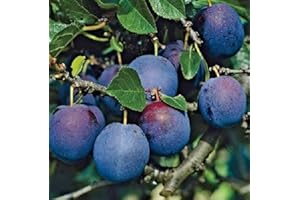 Blue Tit Plum Fruit Tree Self Fertile & Superb Flavour 4-5ft Supplied Bare Rooted by DirectPlants™