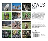 Image de Owls 2016 Calendar