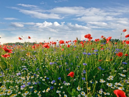 Fototapete Blumenwiese KT493 Größe: 350x260cm Feld Sommer Blüten