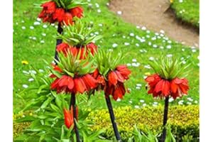 10 pcs/sac Couronne Imperial Seeds 9 couleurs fritillaire impériale Graines de couverture végétale Bonsai Graines de fleurs Pot plante jardin 3