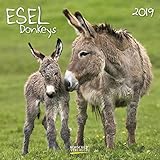 Image de Esel 2019: Broschürenkalender mit Ferienterminen und Bildern von süßen Eseln. 30 x 30 cm