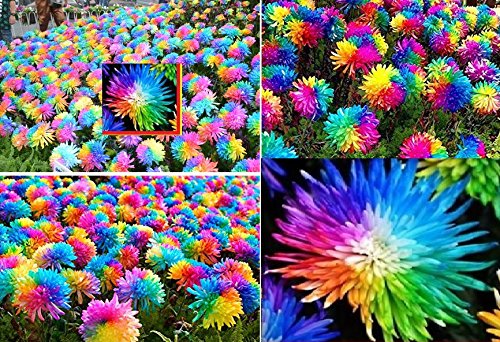 25x Bunte Blumen Samen Regenbogen Saatgut Blumensamen Hingucker Pflanze Blumen Rarität Garten Neuheit #94 - 3