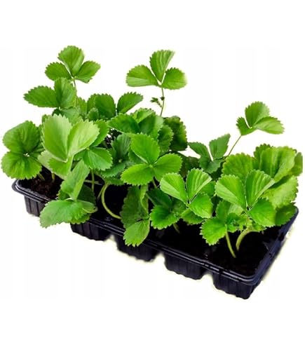 Fragaria 'Mara des Bois' - Erdbeere für Garten & Balkon