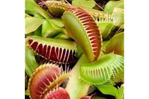 BRYNCIR GARDEN CENTRE Venus Fly Trap Dionaea Muscipula Plant (not Seed) in 9cm Pot Carnivorous Plant.