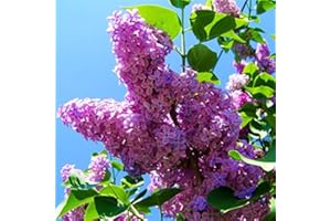 SVI Las semillas 100pcs azul japonesa lila semillas de flores de clavo de olor (muy fragantes) para el hogar y garden.Full flores raras árbol del clavo de semillas 3