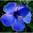 NEW DEBNATH NURSERY, All Season flower plant (Blue Hibiscus plant) A7