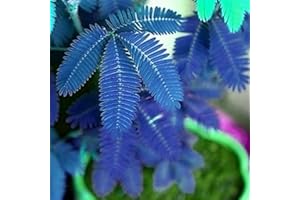Haloppe 100 Pcs Mimosa Pudica Plantes Graines pour La Maison Jardin Plantation, Différentes Couleurs Mimosa Pudica Graines Jardin Bonsaï Pot Plantes Décor À La Maison Bleu