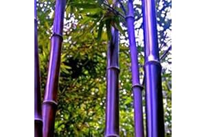 REMORUI 100 Piezas Semillas de Bambú, Semillas para plantar, Bambu Planta para jardín, patio, granja, campo, sombra para decoración del hogar (Morado)